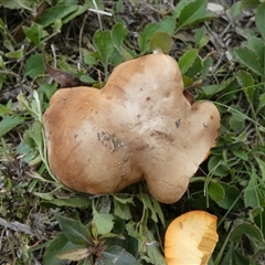 Unidentified Bolete - Fleshy texture, stem central (more-or-less) by Paul4K