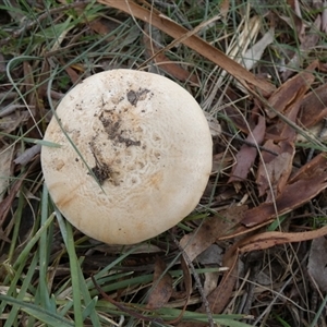 Amanita sp. at Borough, NSW - suppressed