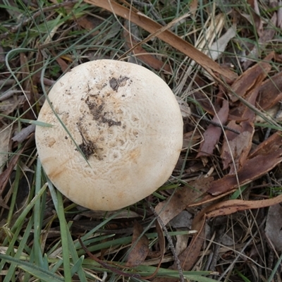 Amanita sp. (Amanita sp.) at Borough, NSW - 9 Mar 2025 by Paul4K