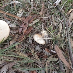 Amanita sp. at Borough, NSW - suppressed