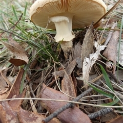 Amanita sp. at Borough, NSW - suppressed