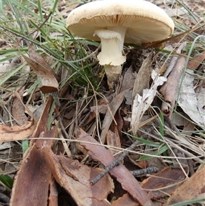 Amanita sp. at Borough, NSW - suppressed