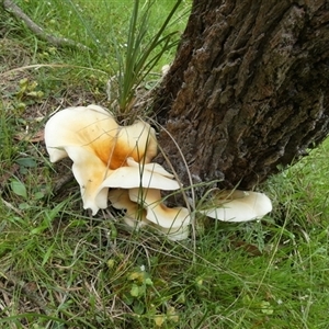 Omphalotus nidiformis (Ghost Fungus) at Borough, NSW - 9 Mar 2025 by Paul4K