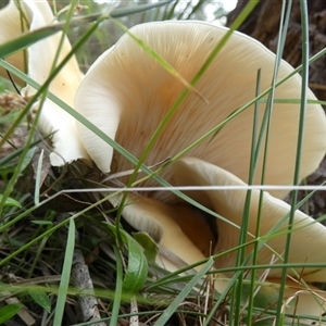 Omphalotus nidiformis at Borough, NSW - suppressed