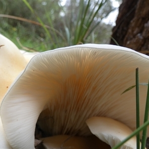 Omphalotus nidiformis at Borough, NSW - suppressed