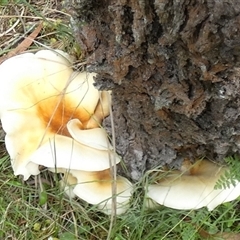 Omphalotus nidiformis at Borough, NSW - suppressed