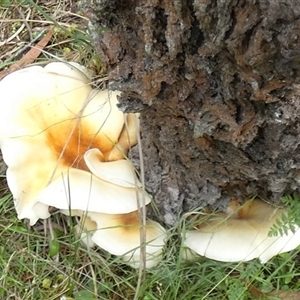 Omphalotus nidiformis at Borough, NSW - suppressed