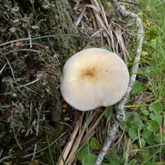 Omphalotus nidiformis at Borough, NSW - suppressed