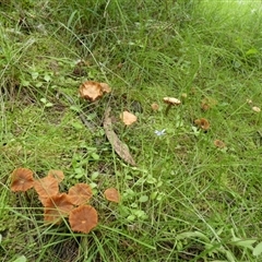 Unidentified Cap on a stem; gills below cap [mushrooms or mushroom-like] by Paul4K