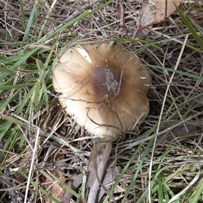 Unidentified Cap on a stem; gills below cap [mushrooms or mushroom-like] by Paul4K