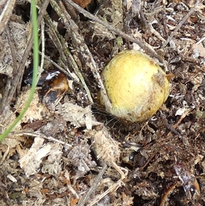 Unidentified Uncategorised Fungi by Paul4K