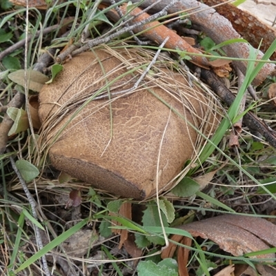 Unidentified Cap on a stem; teeth below cap by Paul4K