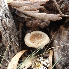 Sanguinoderma rude (Red-staining Stalked Polypore) at Borough, NSW by Paul4K