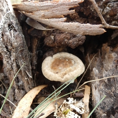 Sanguinoderma rude (Red-staining Stalked Polypore) at Borough, NSW by Paul4K