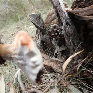 Sanguinoderma rude at Borough, NSW - suppressed