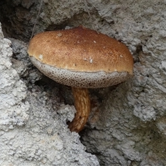 Austroboletus 'reticulate/lacunose stem' by Paul4K