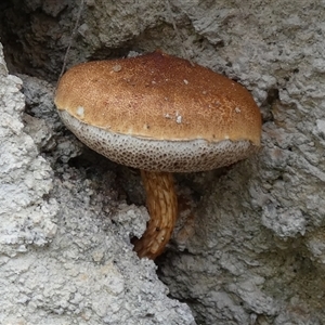 Unidentified Bolete - Fleshy texture, stem central (more-or-less) by Paul4K