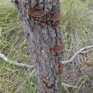 Phaeotrametes decipiens (A Polypore) by Paul4K