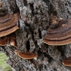 Phaeotrametes decipiens at Borough, NSW - suppressed