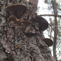 Phaeotrametes decipiens at Borough, NSW - suppressed