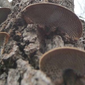 Phaeotrametes decipiens at Borough, NSW - suppressed