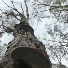 Phaeotrametes decipiens at Borough, NSW - suppressed