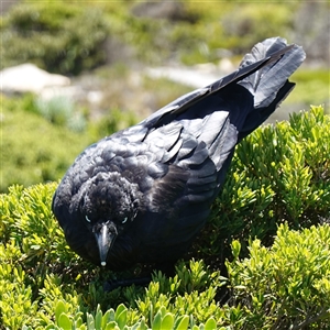 Corvus coronoides / mellori at Flinders Chase, SA - 5 Dec 2024 by RobG1