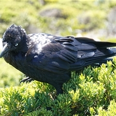 Corvus mellori at Flinders Chase, SA - 5 Dec 2024 01:49 PM