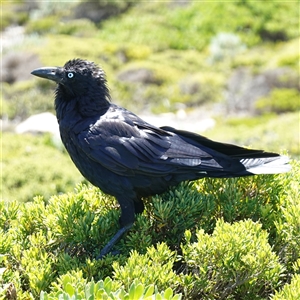 Corvus mellori at Flinders Chase, SA - 5 Dec 2024 01:49 PM