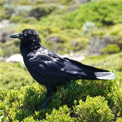 Corvus mellori at Flinders Chase, SA - 5 Dec 2024 01:49 PM