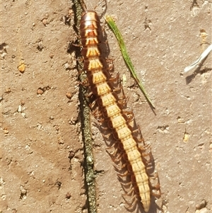 Polydesmida (order) at Bargo, NSW - 8 Jun 2024 by Snows