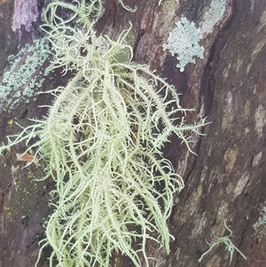 Usnea sp. (genus) at Bargo, NSW - 8 Jun 2024 by Snows