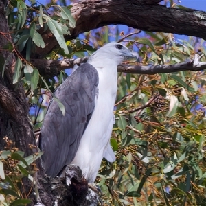 Haliaeetus leucogaster at Mogo, NSW - 8 Mar 2025 02:16 PM