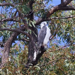 Haliaeetus leucogaster at Mogo, NSW - 8 Mar 2025 02:16 PM