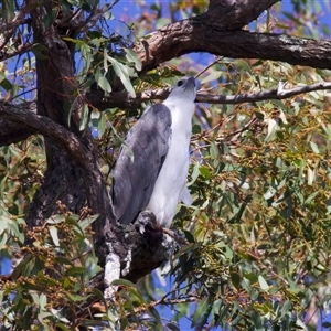 Haliaeetus leucogaster at Mogo, NSW - 8 Mar 2025 02:16 PM