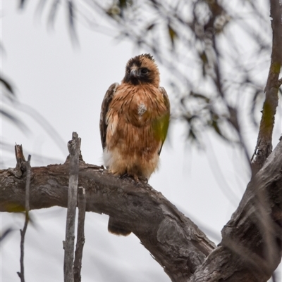 Hieraaetus morphnoides (Little Eagle) at Bargo, NSW - 1 Jun 2024 by Snows