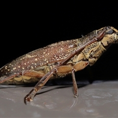 Temnosternus planiusculus (Longhorn beetle) at Acton, ACT - 8 Mar 2025 by TimL