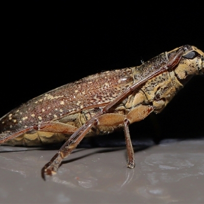 Temnosternus planiusculus (Longhorn beetle) at Acton, ACT - 8 Mar 2025 by TimL