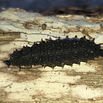 Lycidae sp. (family) at Bargo, NSW - 24 May 2024 by Snows