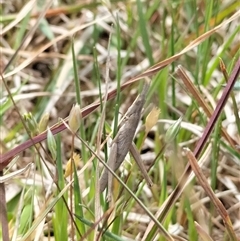 Keyacris scurra (Key's Matchstick Grasshopper) at Hall, ACT - 6 Oct 2024 by EmilySutcliffe