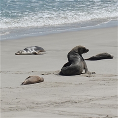 Neophoca cinerea at Seal Bay, SA - 5 Dec 2024 by RobG1