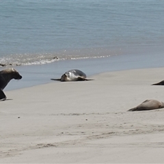 Neophoca cinerea at Seal Bay, SA - 5 Dec 2024 03:19 PM