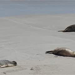 Neophoca cinerea at Seal Bay, SA - 5 Dec 2024 03:19 PM