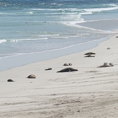 Neophoca cinerea at Seal Bay, SA - 5 Dec 2024 03:19 PM