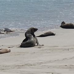 Neophoca cinerea at Seal Bay, SA - 5 Dec 2024 03:19 PM
