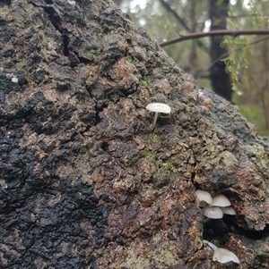 Unidentified Fungus at Bargo, NSW - 10 May 2024 by Snows