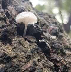 Mycena sp. (genus) at Bargo, NSW - 10 May 2024 12:02 PM