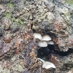 Mycena sp. (genus) at Bargo, NSW - 10 May 2024 12:02 PM