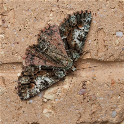 Aeolochroma metarhodata (Tea-tree Emerald) at Harrison, ACT by DPRees125