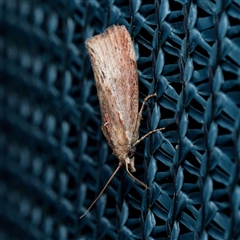 Galleria mellonella (Greater Wax Moth) at Harrison, ACT - 9 Mar 2025 by DPRees125